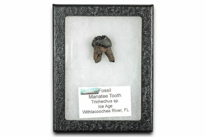 Pleistocene Fossil Manatee (Trichechus) Tooth - Florida #336168